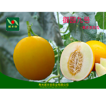 黄皮类甜瓜